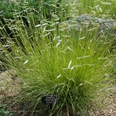 Blonde Ambition Blue Grama Grass